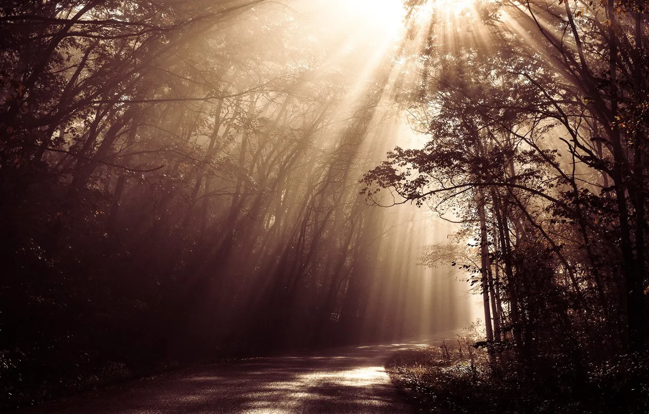 Photo wallpaper forest, road, sunlight, beams, sepia
