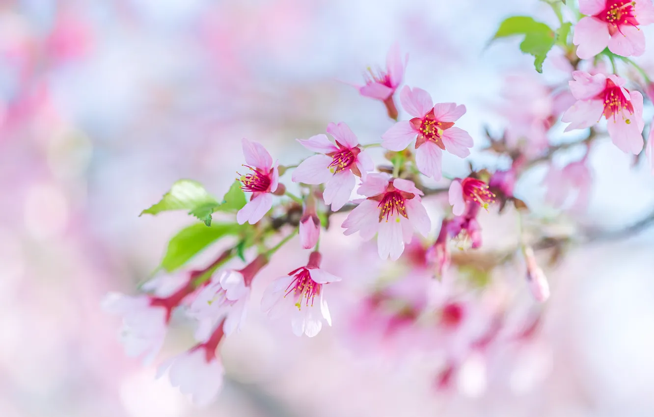 Photo wallpaper branches, spring, Sakura, pink