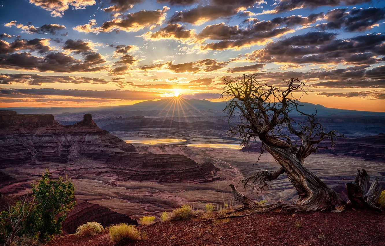 Photo wallpaper trees, sunset, mountains, nature