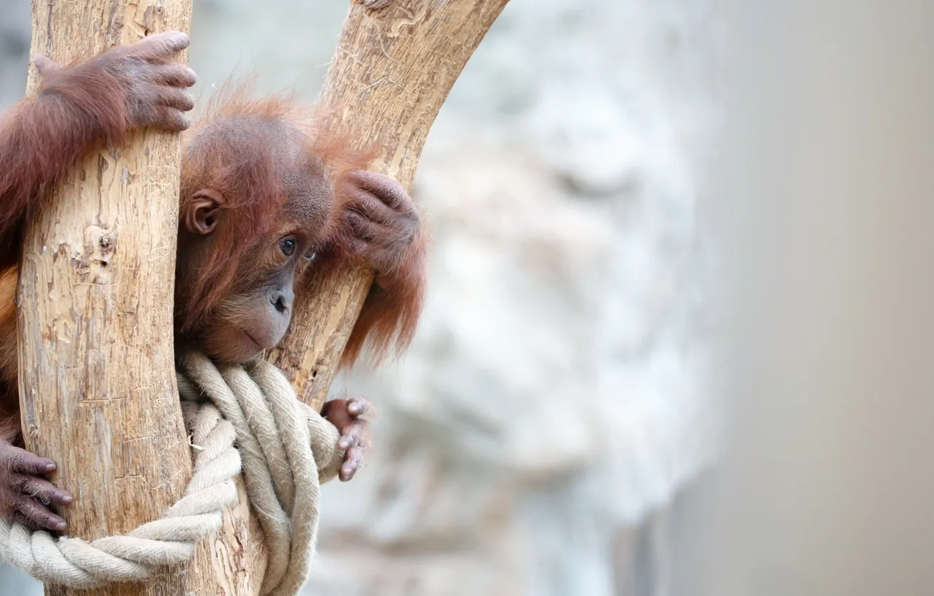 Photo wallpaper background, monkey, zoo