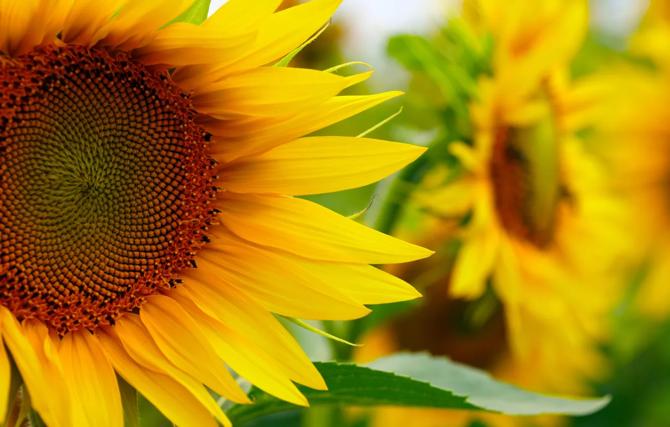 Photo wallpaper field, sunflowers, flowers