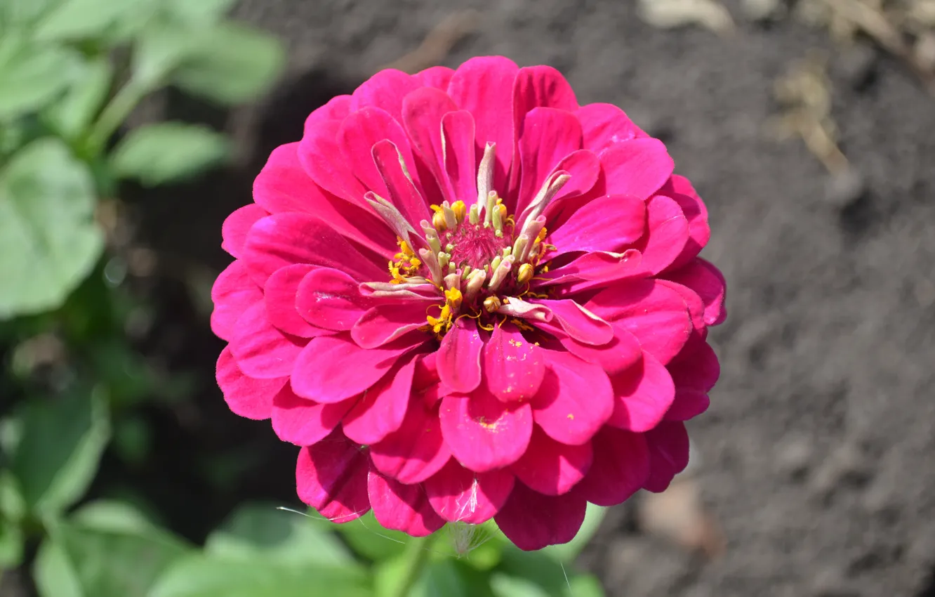 Photo wallpaper bright, petals, pink, zinnia
