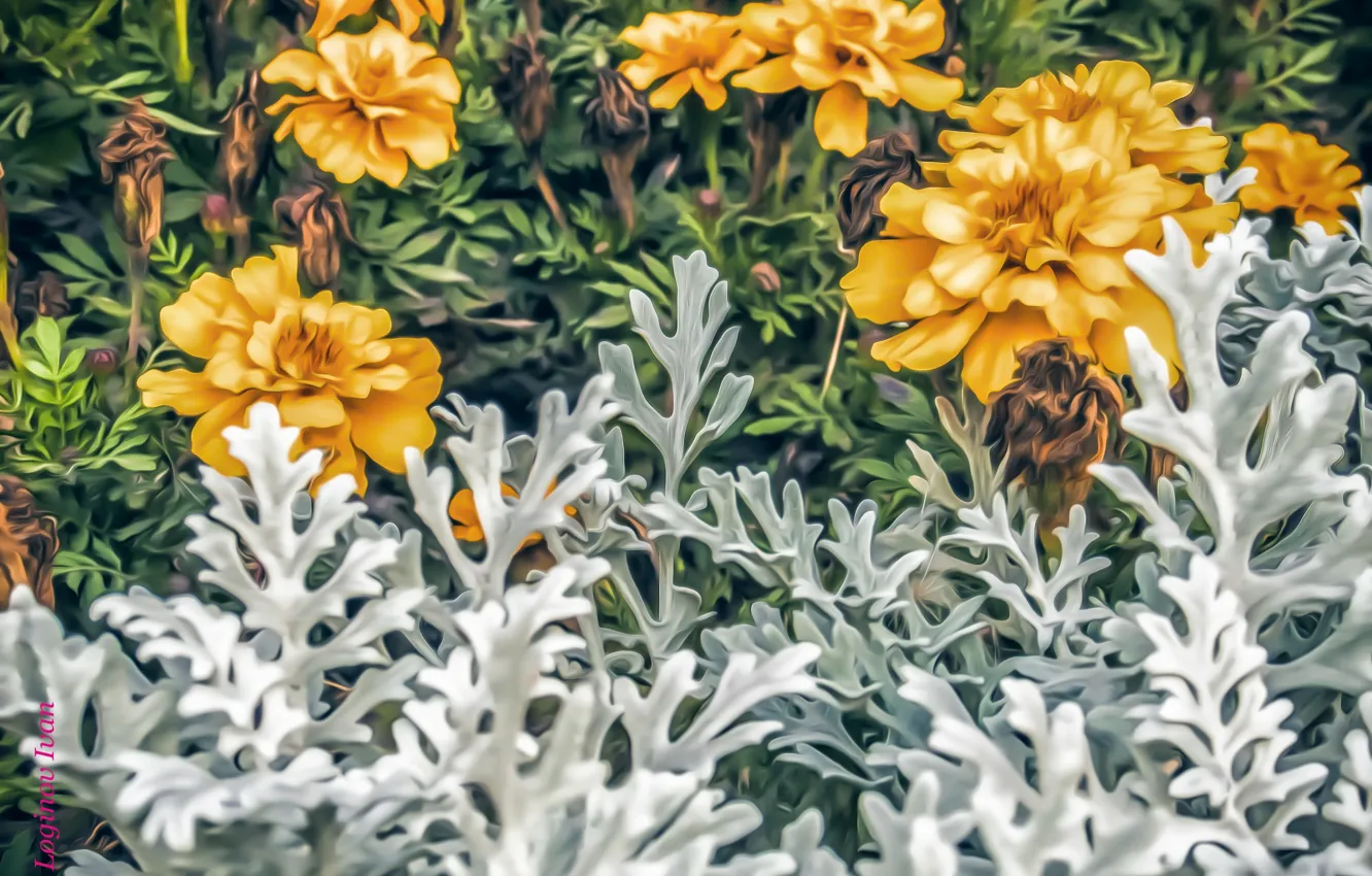 Photo wallpaper flowers, yellow, figure, styling, white, Logins
