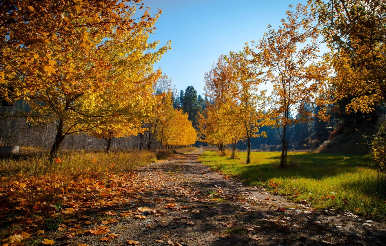 Photo wallpaper road, autumn, trees, nature