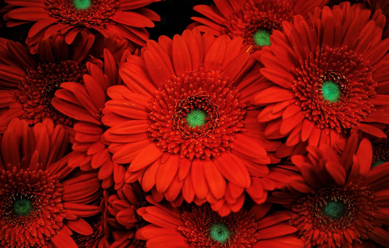 Photo wallpaper flowers, red, gerbera