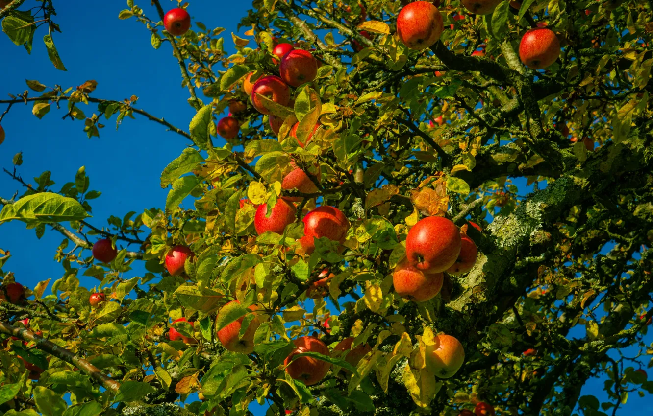 Photo wallpaper the sky, leaves, branches, blue, apples, garden, harvest, fruit