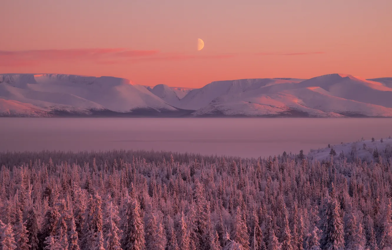 Photo wallpaper winter, forest, snow, horizon, space, Istomin Vitaly