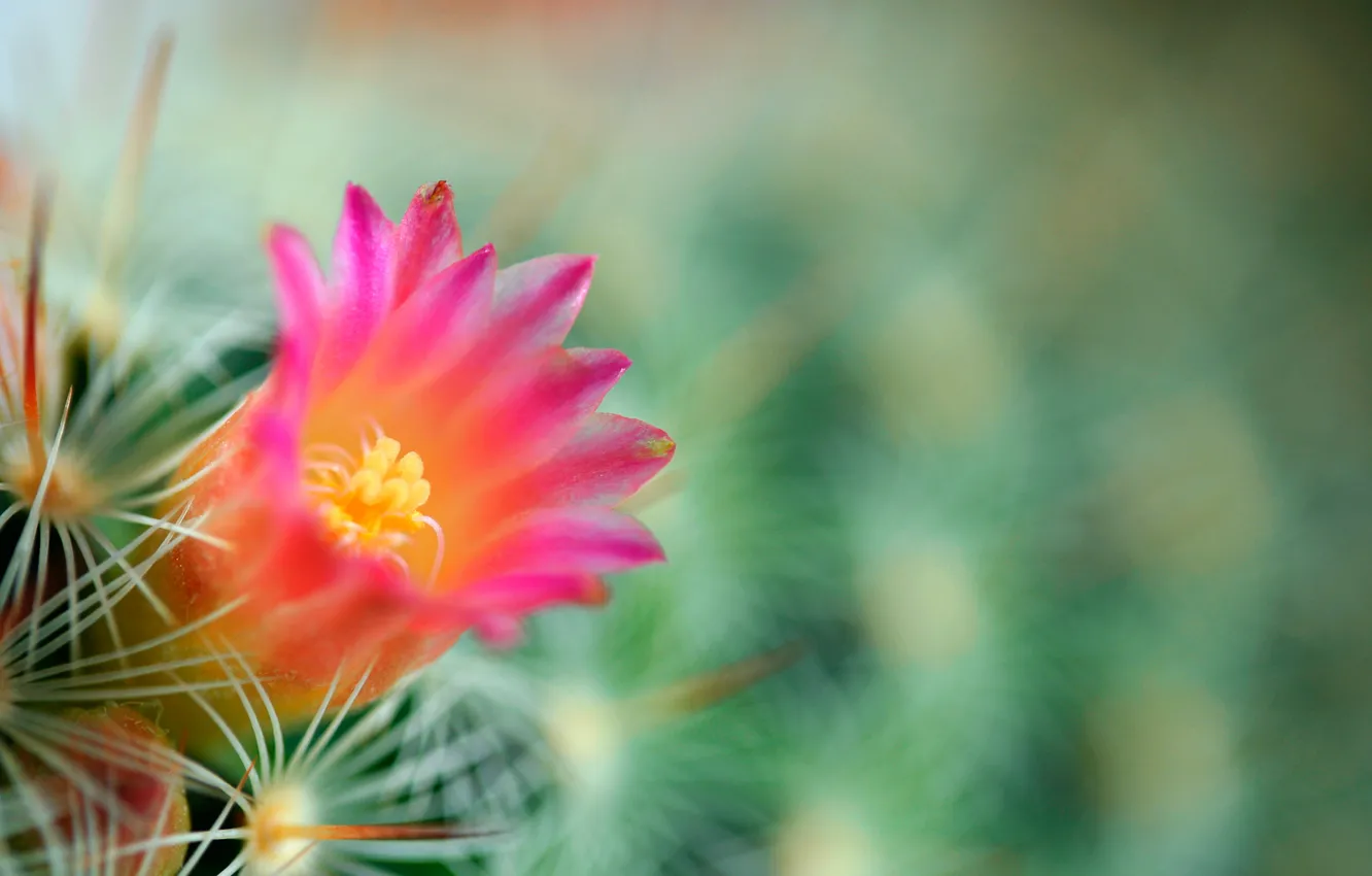 Photo wallpaper flower, needles, green, background, cactus