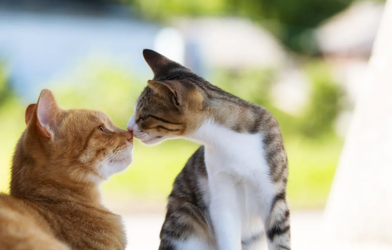 Любимые коты и кошки: найдено 81 изображений