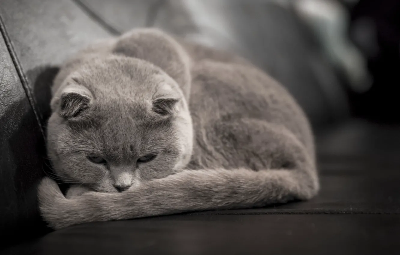 Photo wallpaper cat, grey, lies, looks