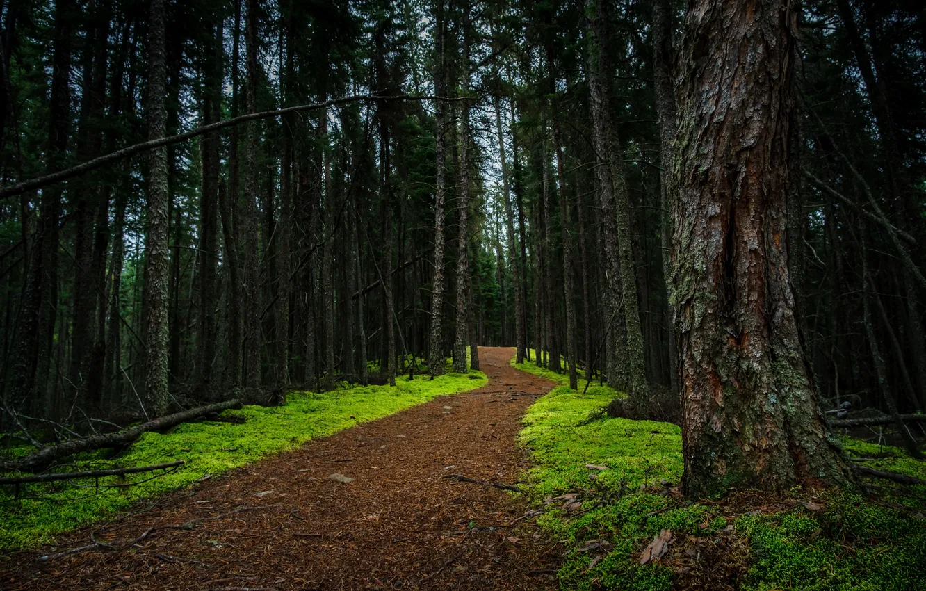 Photo wallpaper road, forest, nature