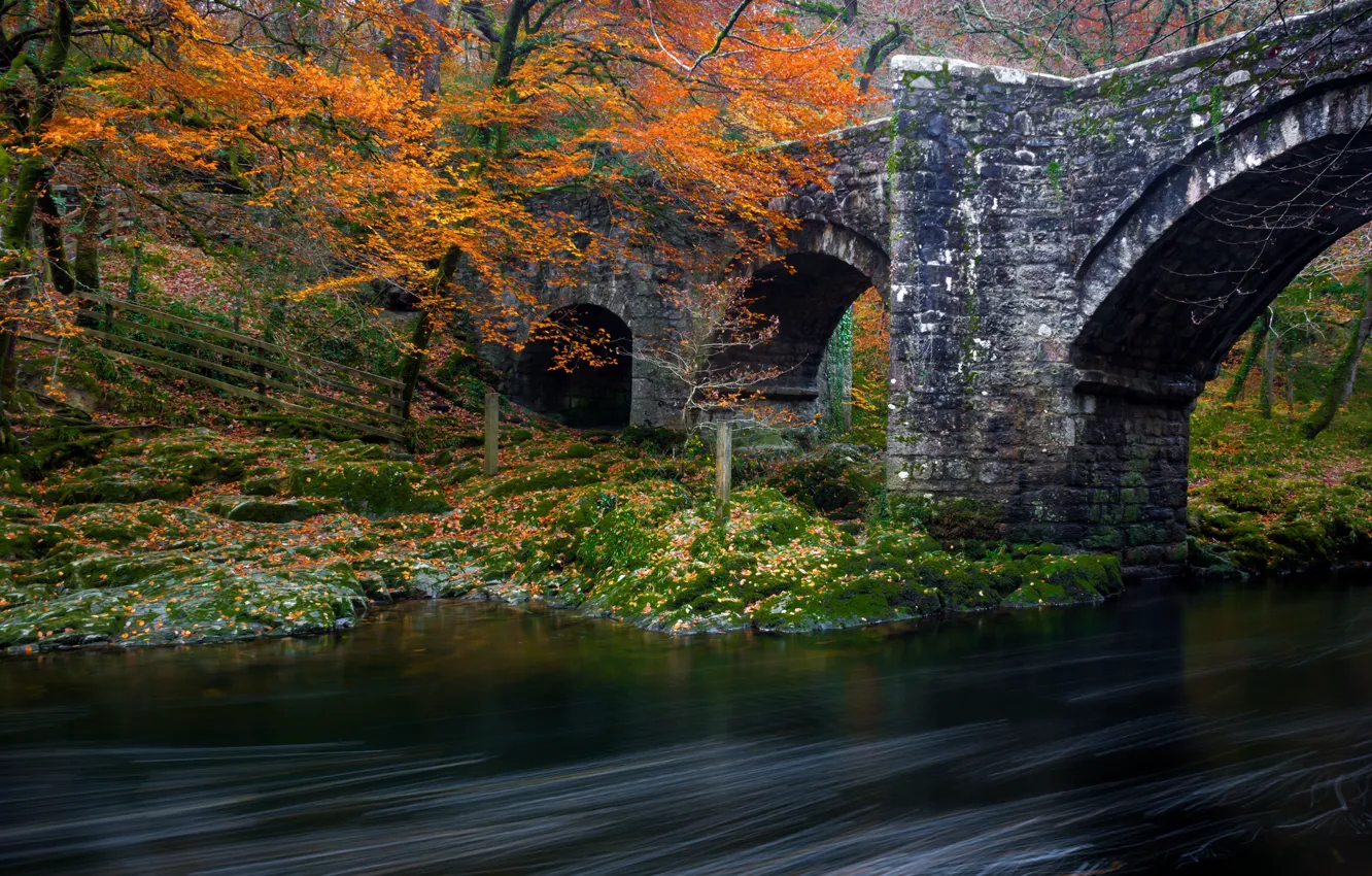 Photo wallpaper autumn, forest, trees, bridge, Park, river
