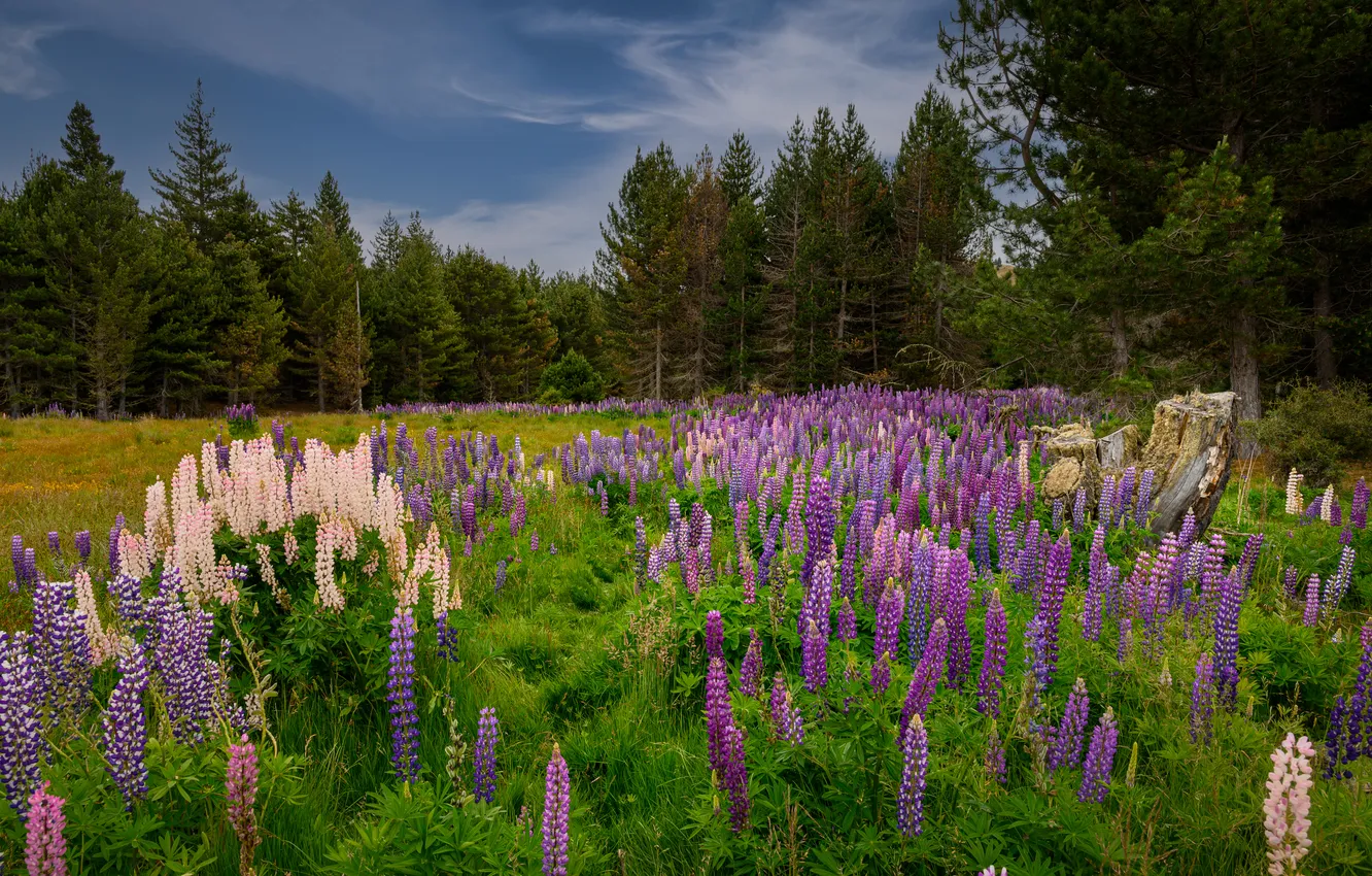 Photo wallpaper field, forest, summer, the sky, clouds, flowers, blue, glade