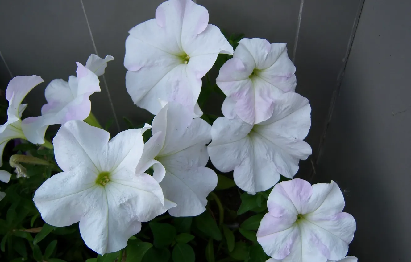 Photo wallpaper flowers, Petunia, Mamala ©, White Petunia