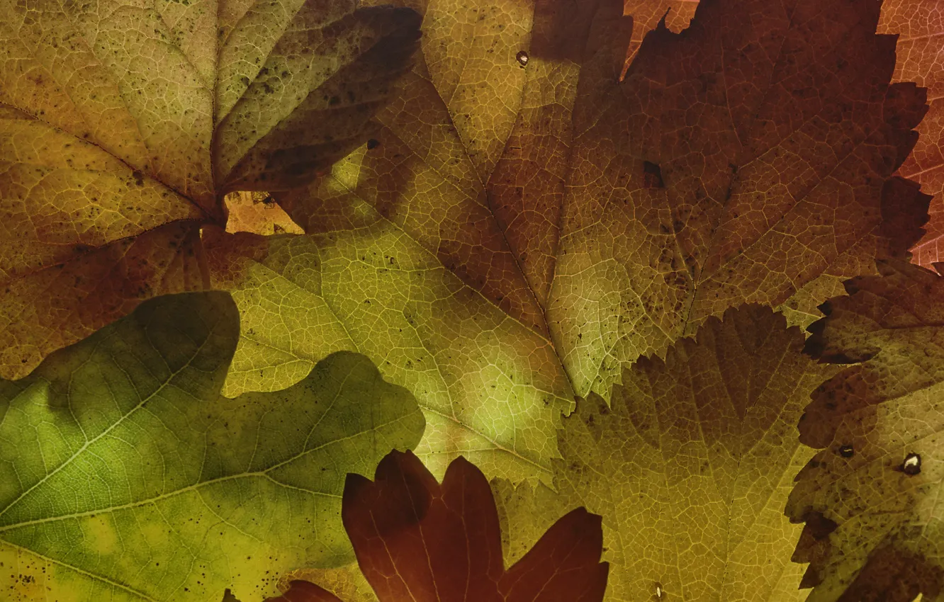 Photo wallpaper leaves, macro, texture, form, Martin Dollenkamp