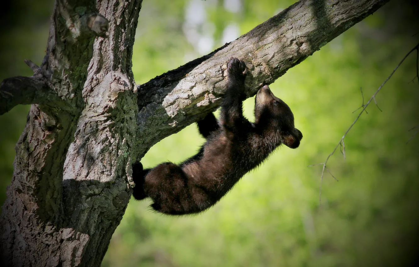 Tree bears are