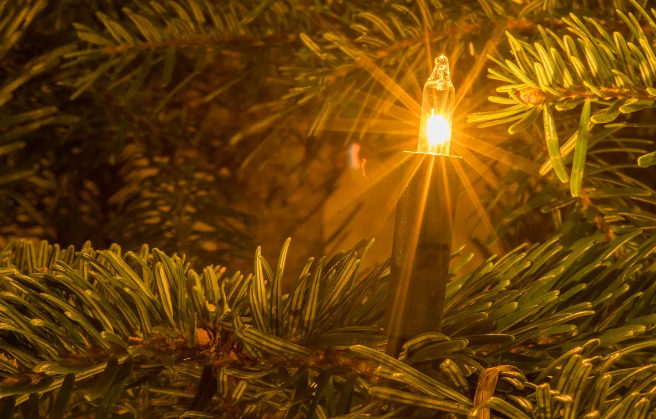 Photo wallpaper light bulb, light, tree, new year