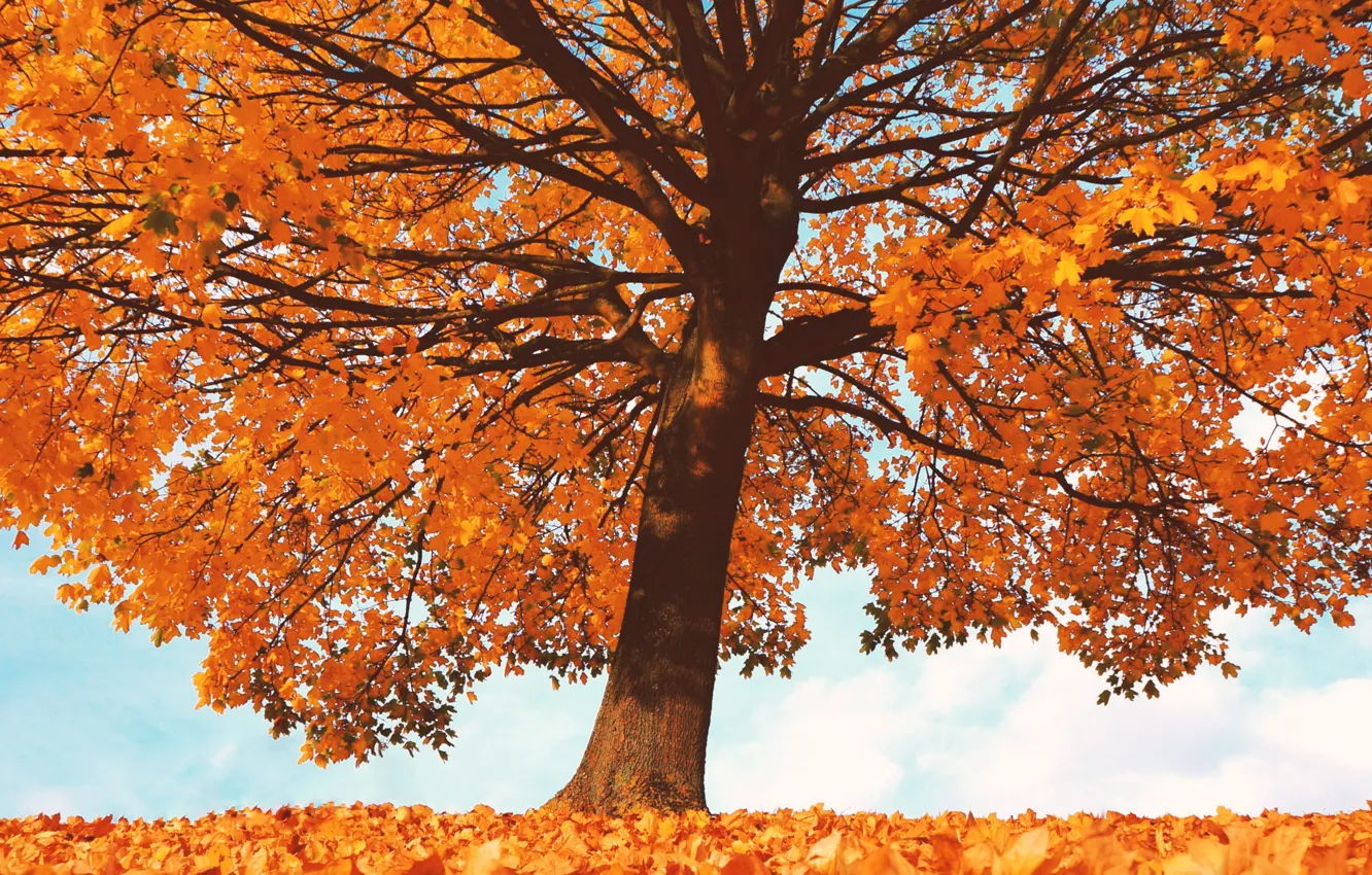 Photo wallpaper autumn, leaves, trees, the crimson