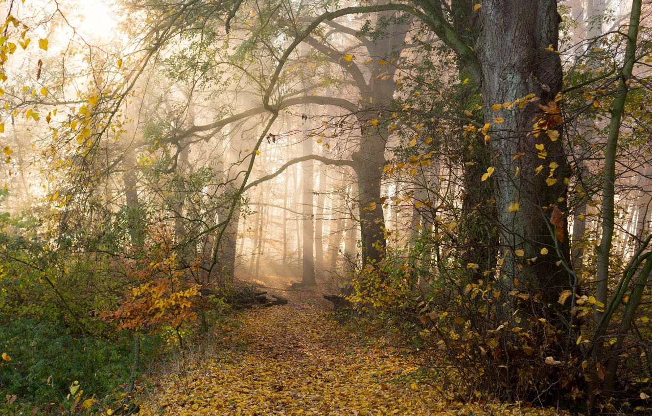 Photo wallpaper autumn, forest, trees, branches, fog, foliage, haze, path