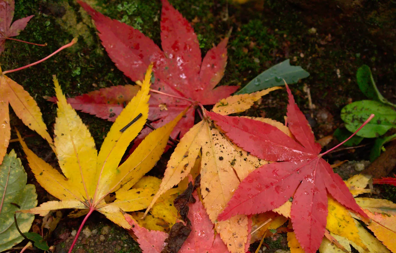 Photo wallpaper autumn, leaves, colorful, maple, autumn, leaves, autumn, maple