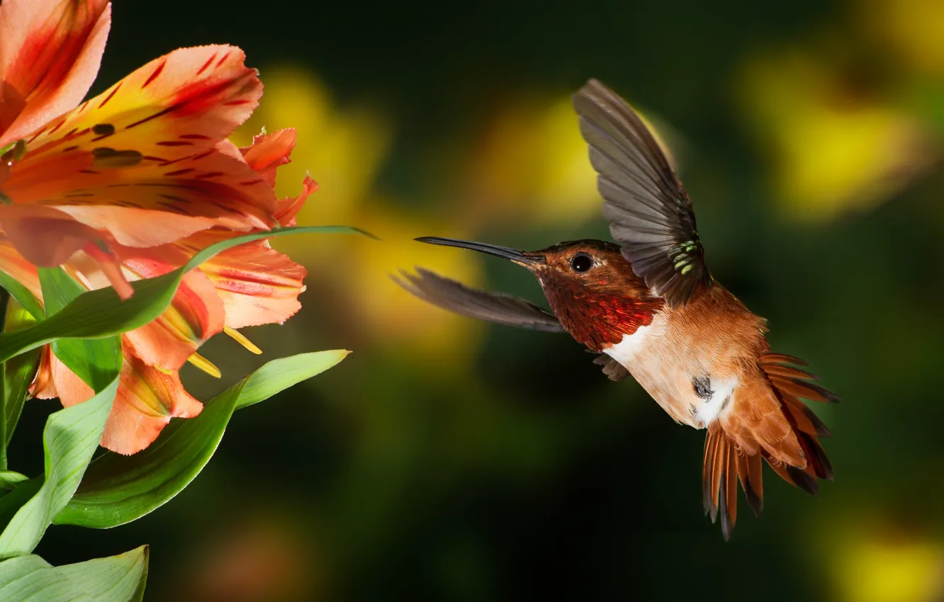 Photo wallpaper flower, tropics, Hummingbird, flight, bird, bokeh, Patricia Ware