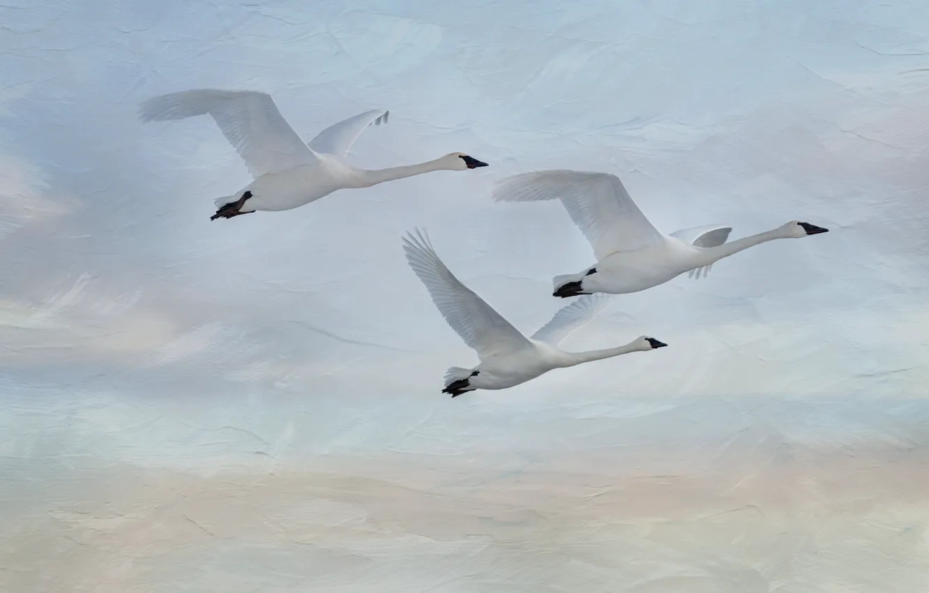 Photo wallpaper the sky, flight, nature, bird, treatment, trio, swans