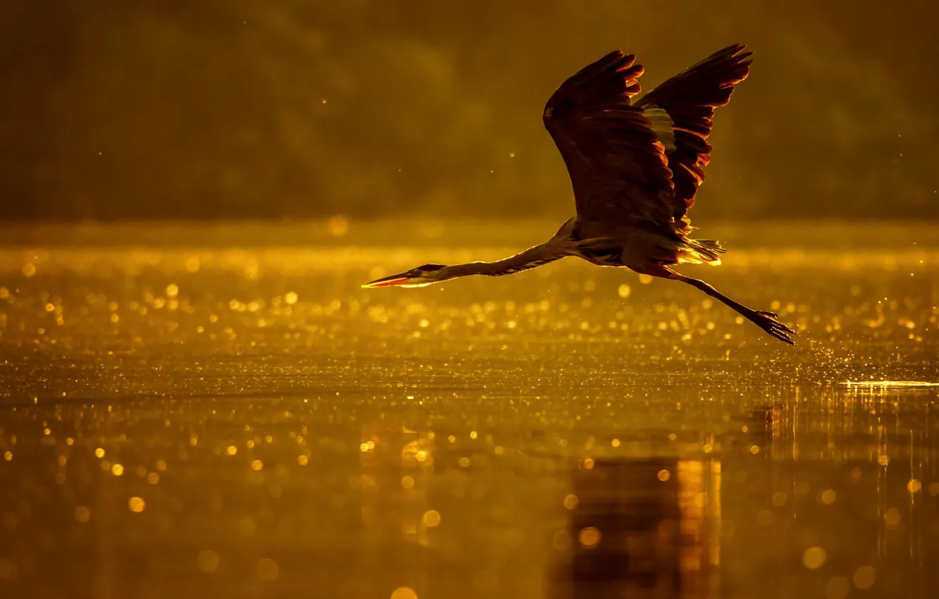 Photo wallpaper light, flight, lake, river, bird, Heron, bokeh