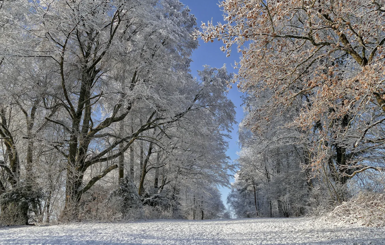 Photo wallpaper winter, frost, road, trees, Switzerland