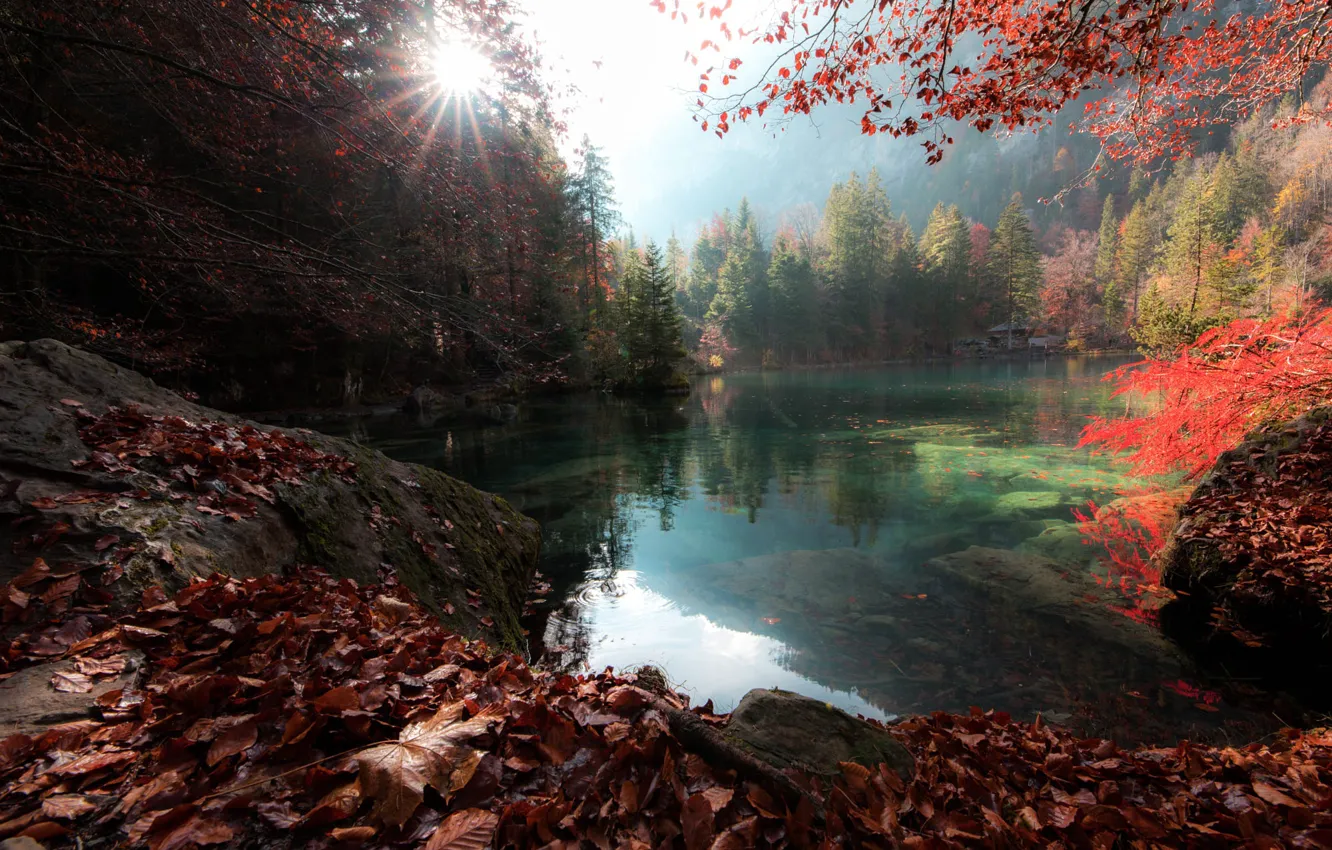 Photo wallpaper autumn, forest, the sun, rays, trees, landscape, nature, lake