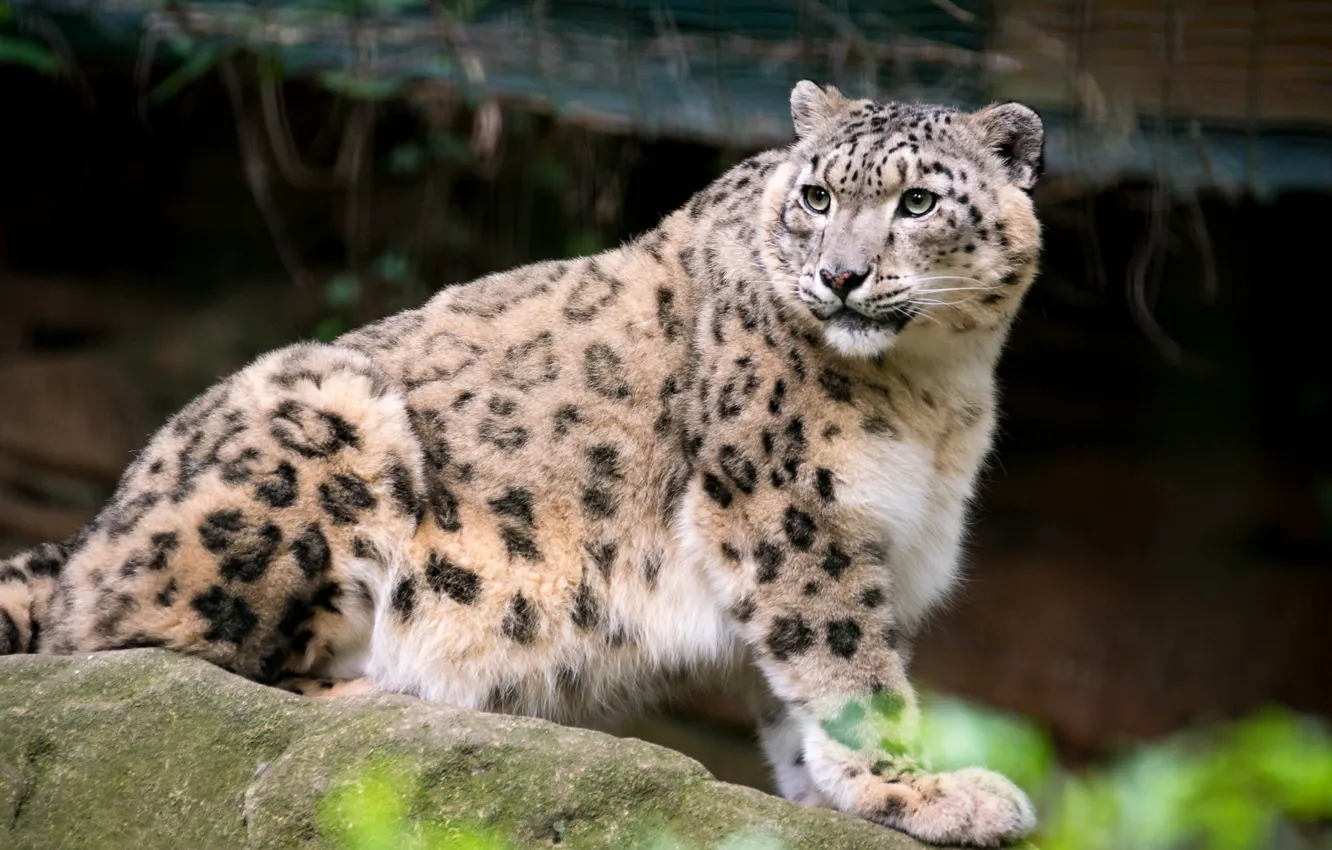 Photo wallpaper stones, look, snow leopard, IRBIS, sitting