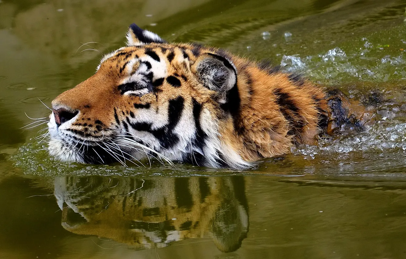 Photo wallpaper face, tiger, floats, whiskered snout