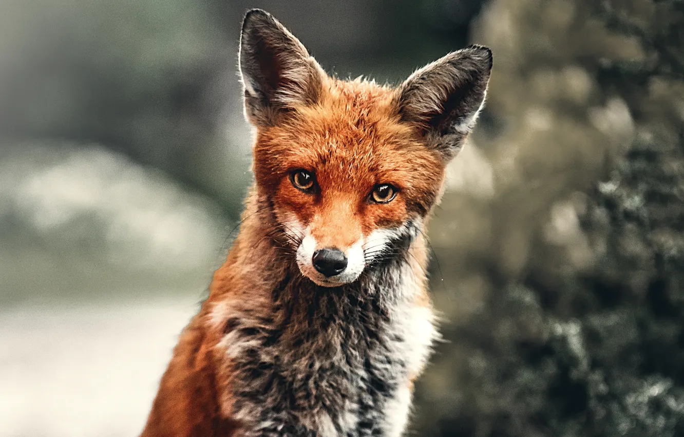 Photo wallpaper wallpaper, red, fox, wild animal