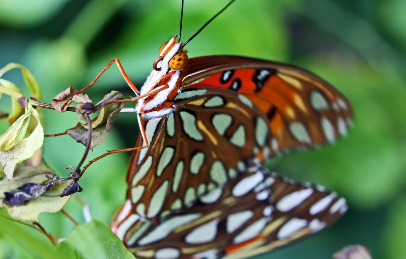 Photo wallpaper nature, butterfly, insect, moth