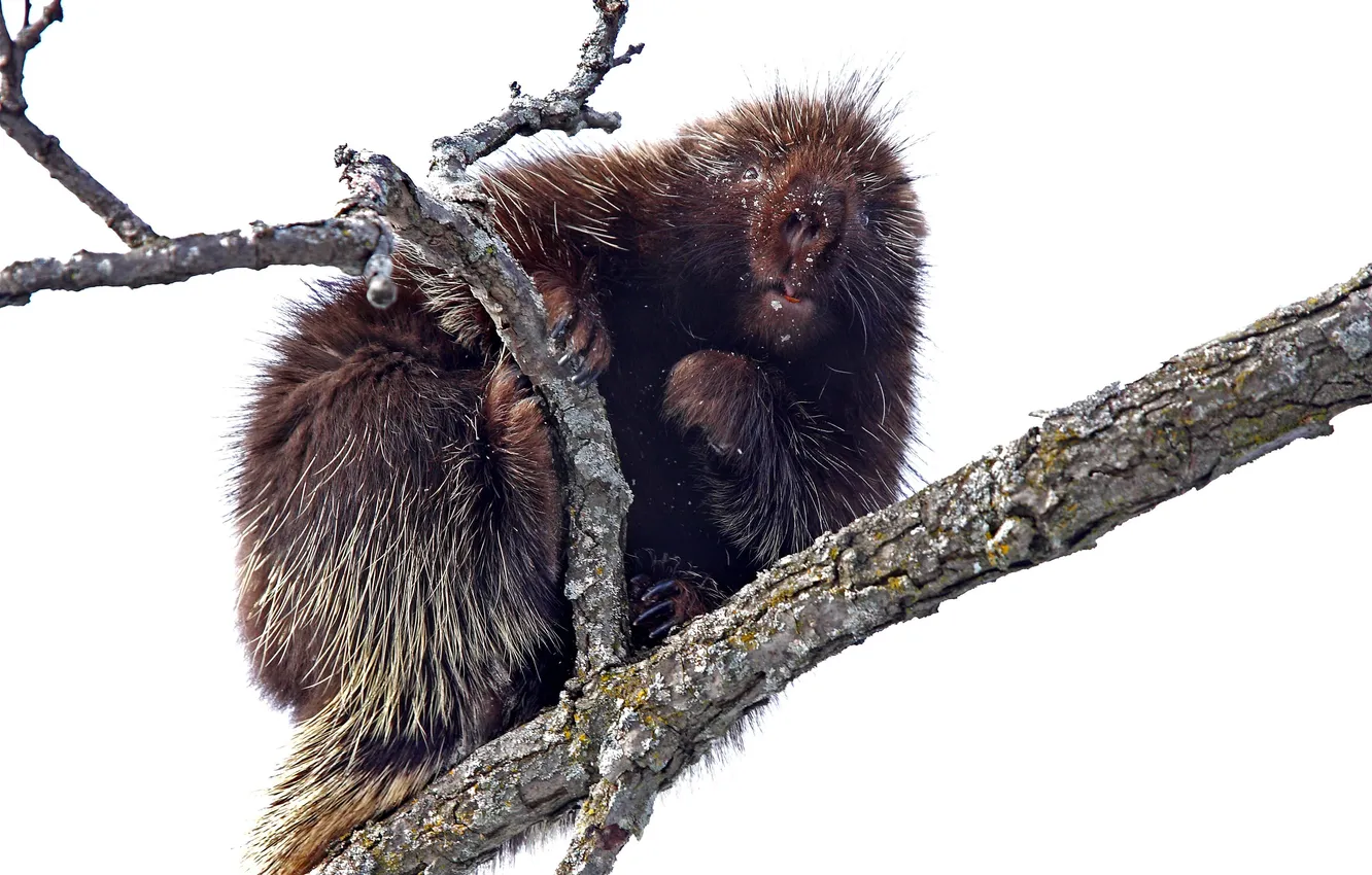 Photo wallpaper look, branches, rodent, porcupine