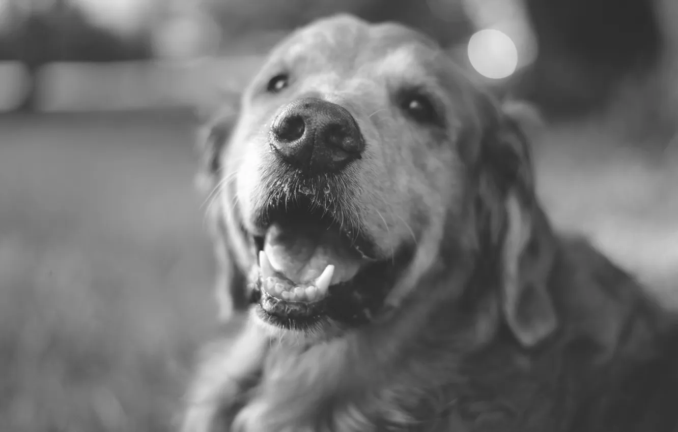 Photo wallpaper dog, black and white, Labrador