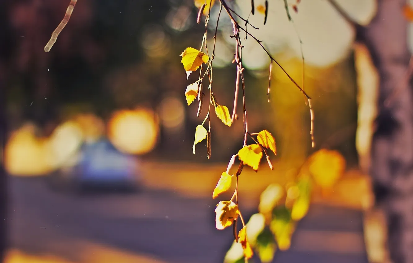 Photo wallpaper autumn, leaves, sunset, the fence, village