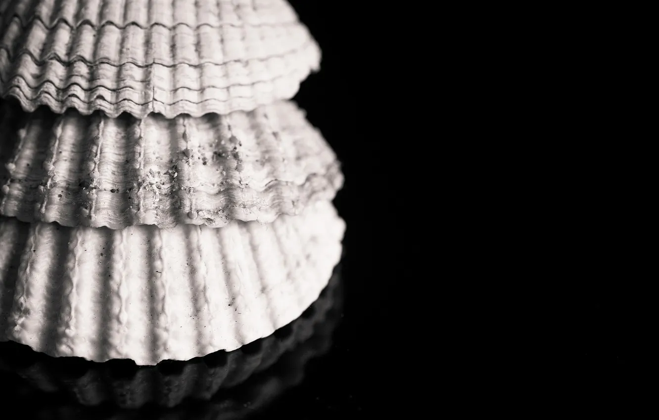 Photo wallpaper surface, sink, black and white, shell, monochrome, glossy