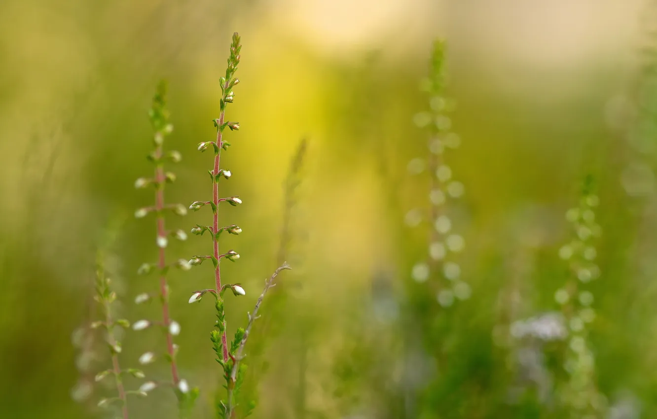 Photo wallpaper summer, grass, nature, background