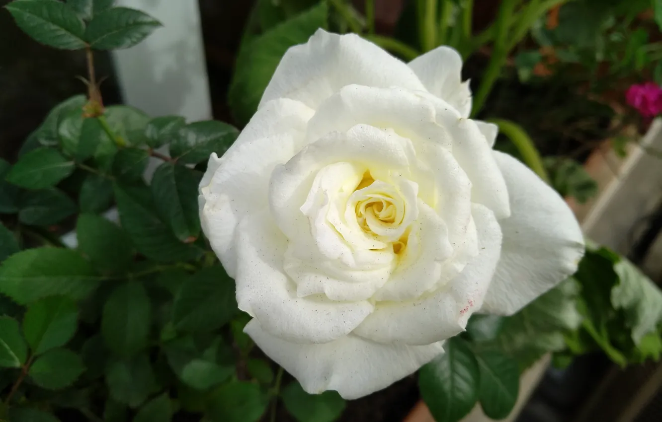 Photo wallpaper Rose, Rose, White rose, White rose