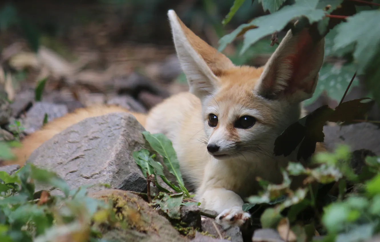 Photo wallpaper nature, Fox, Fenech, by Malleni-Stock
