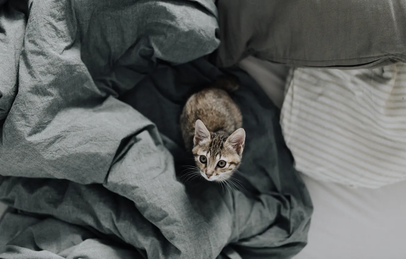 Photo wallpaper cat, kitty, small