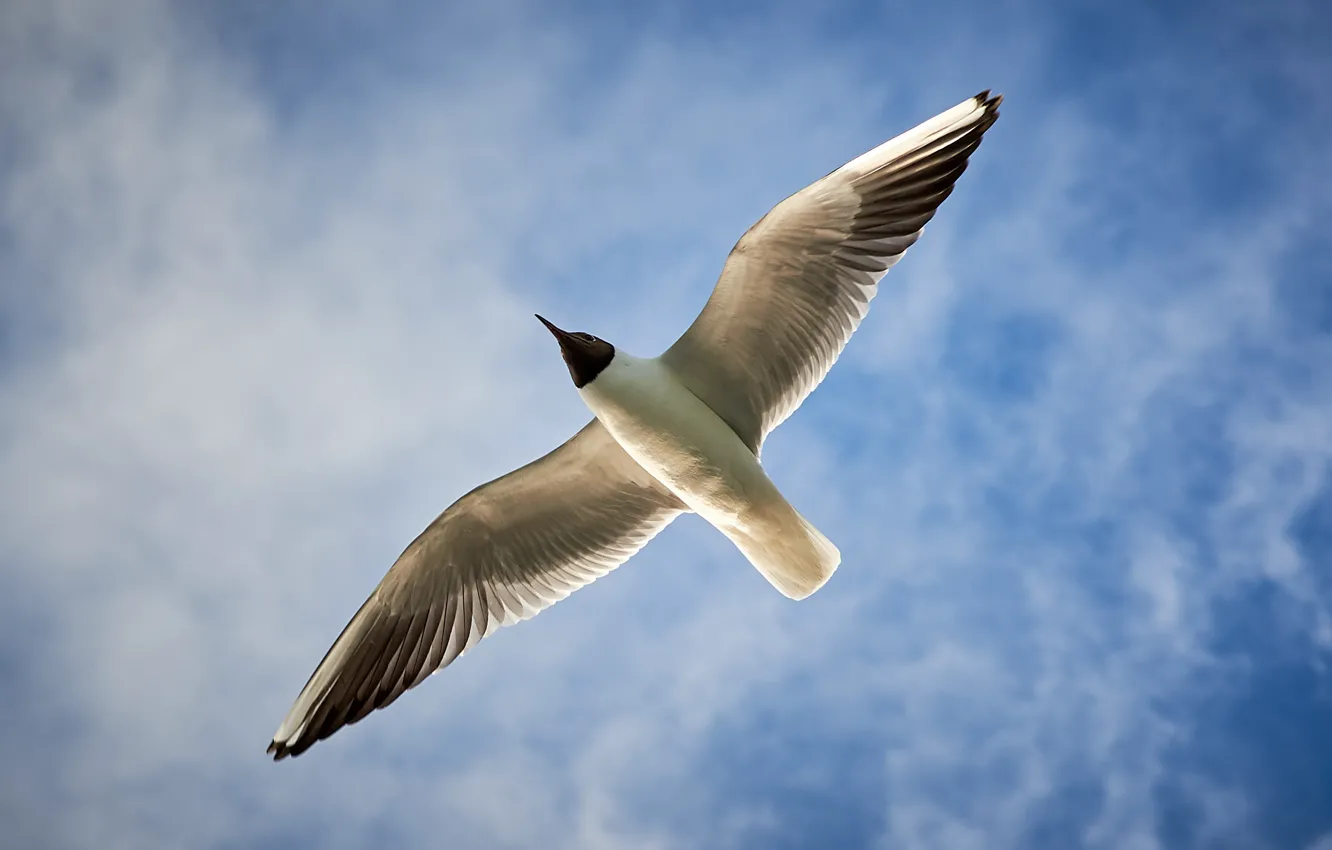 Photo wallpaper bird, seagulls, wings, Seagull in the sky