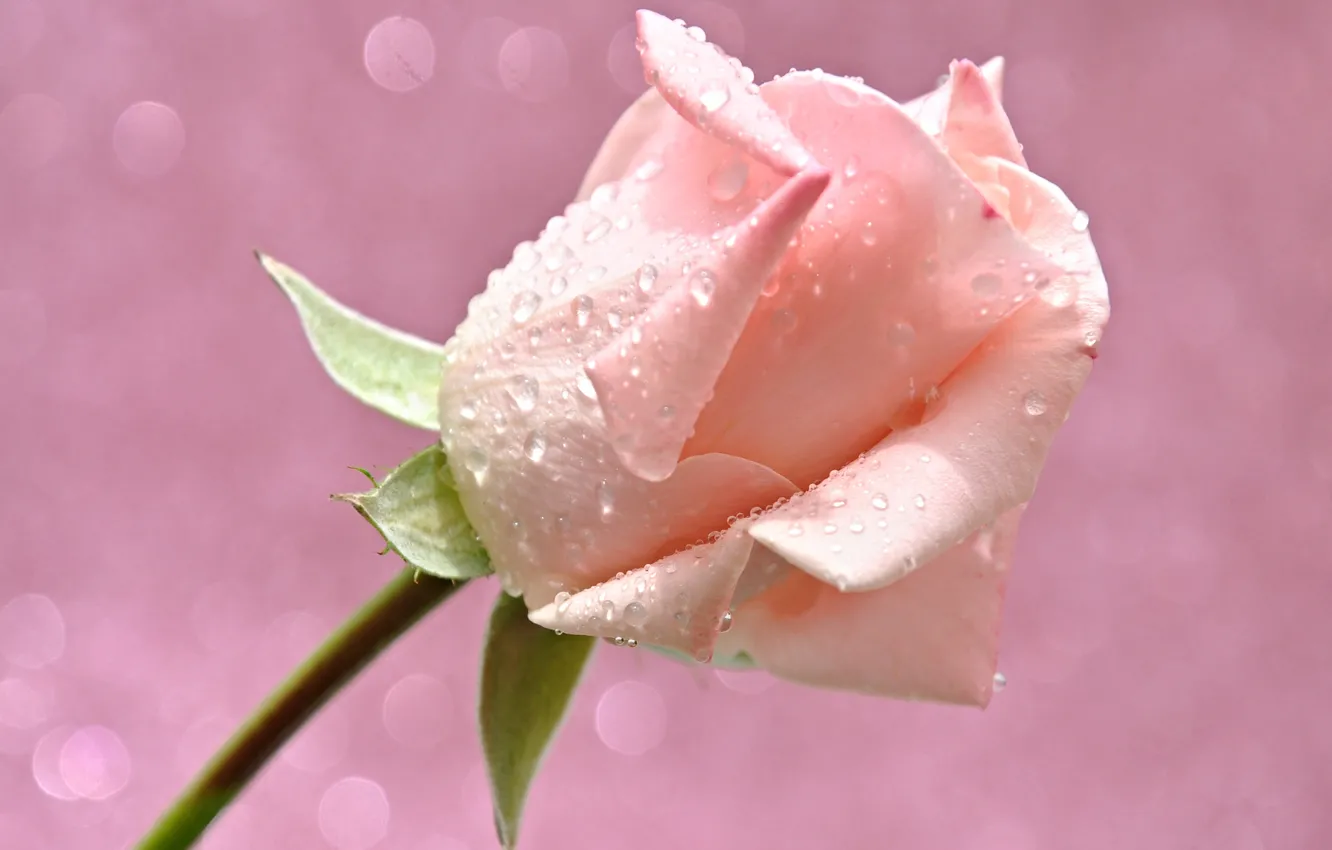 Photo wallpaper flower, water, drops, light, Rosa, rose, petals, Bud