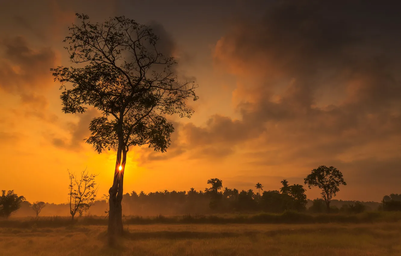 Photo wallpaper trees, sunset, glow