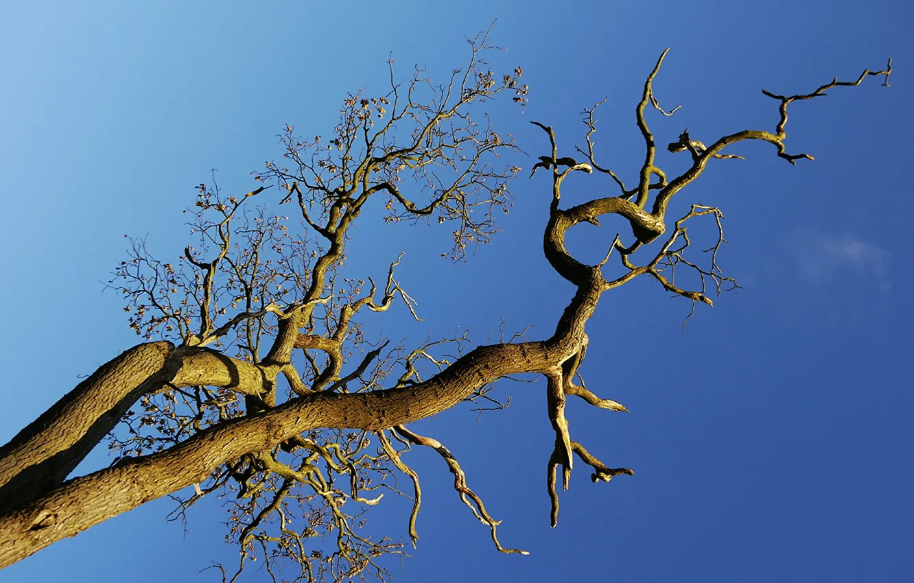 Photo wallpaper the sky, trees, nature