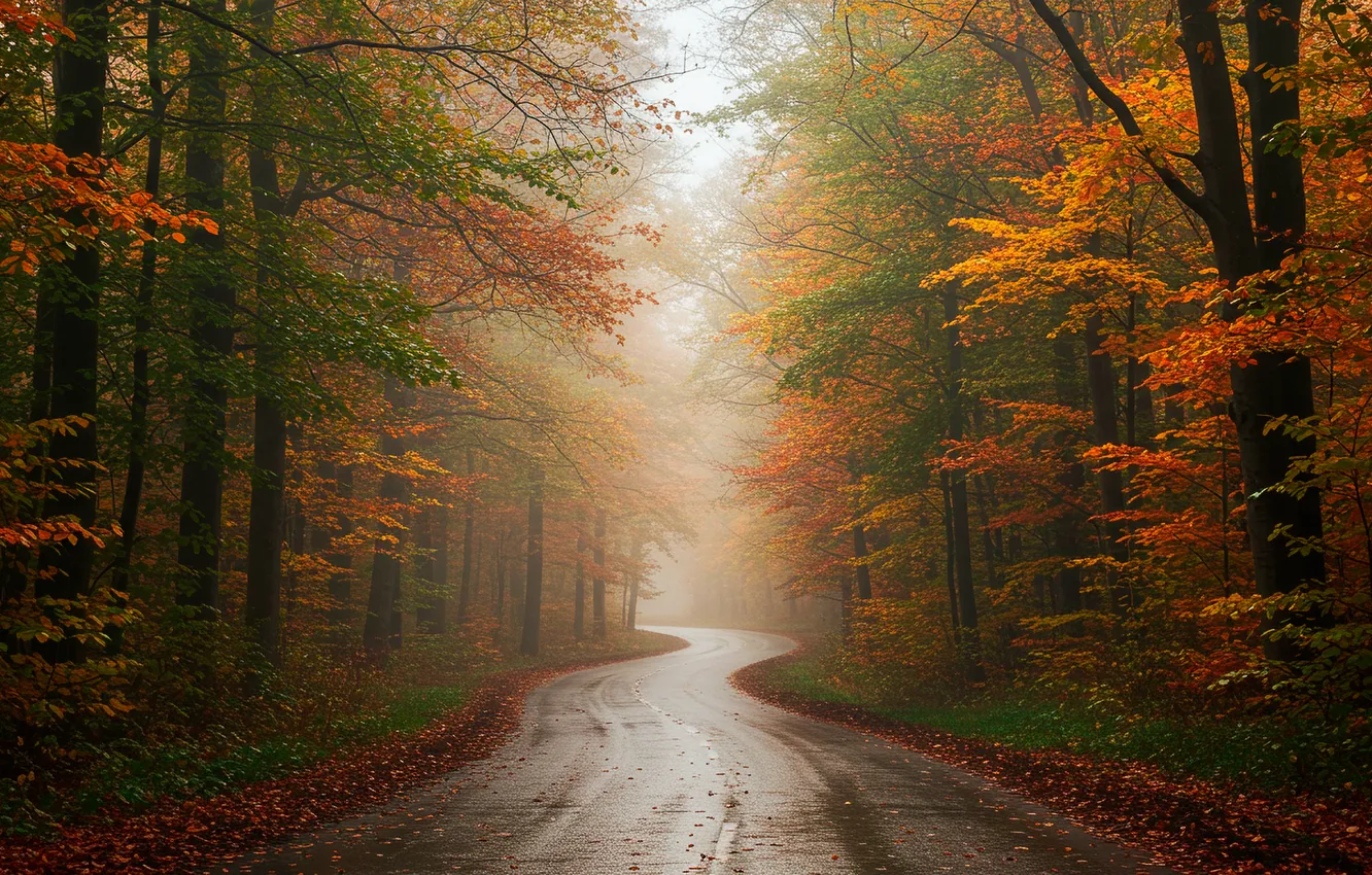 Photo wallpaper road, autumn, forest, wallpaper, forest, road, autumn