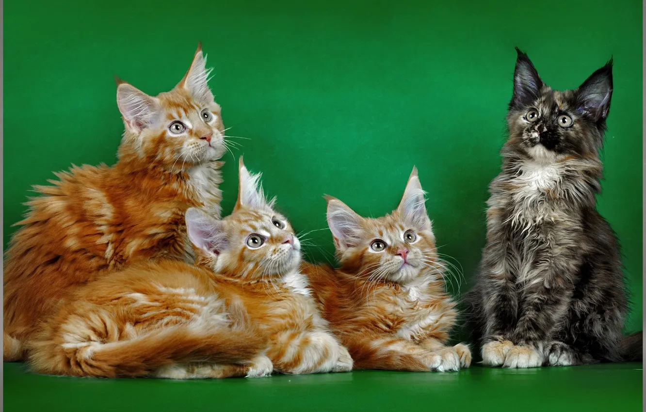 Photo wallpaper cat, background, red, photoshoot, Maine Coon