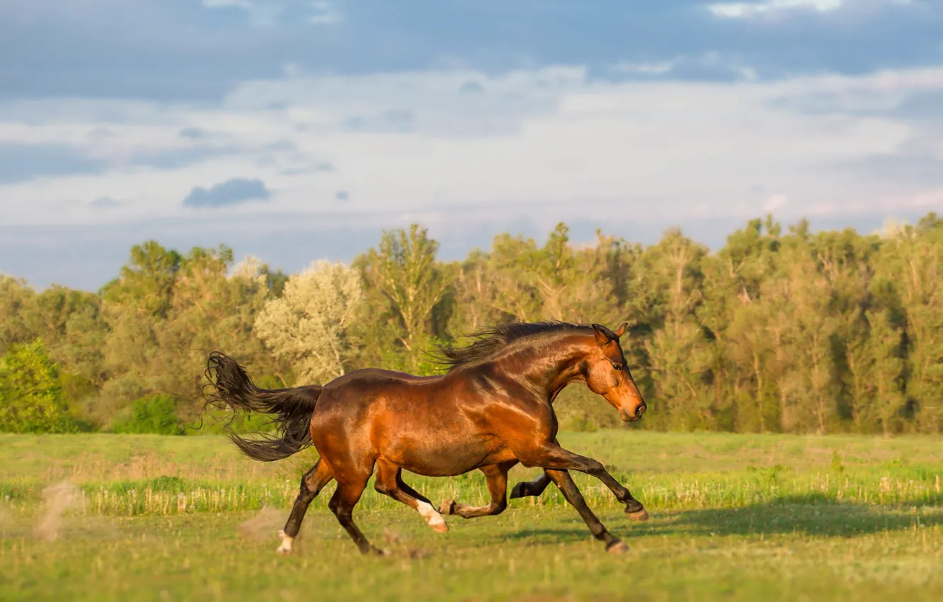 Photo wallpaper greens, field, the sky, grass, horse, horse, two, meadow