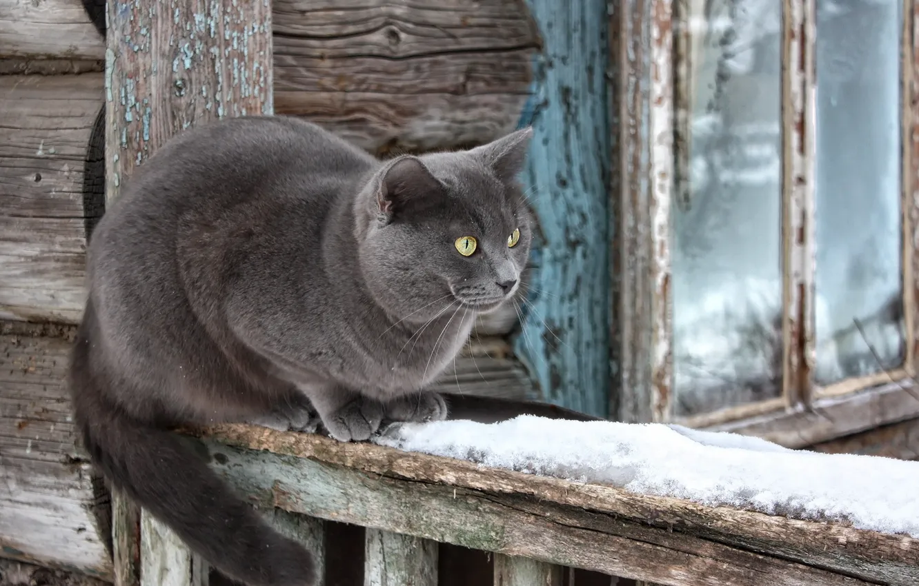 Photo wallpaper cat, snow, house