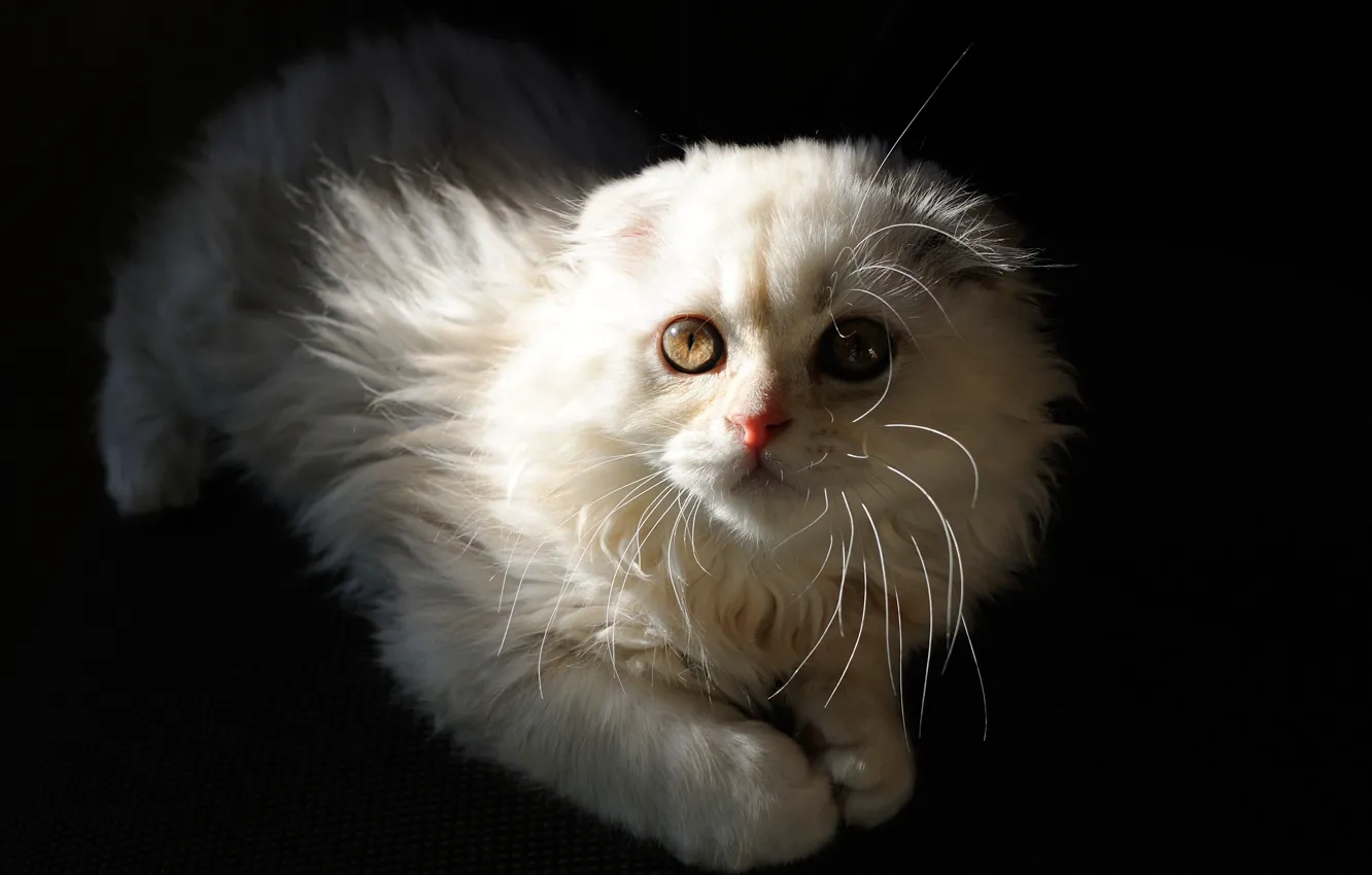 Photo wallpaper cat, look, light, the dark background, fold, lies, kitty, face